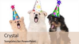  Presentation with happy birthday - Cool new theme with humorous puppies singing happy birthday backdrop and a lemonade colored foreground