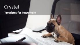  Presentation with puppy - Colorful presentation design enhanced with humorous shot of french bulldog puppy sitting in chair at desk looking at computer backdrop and a wine colored foreground
