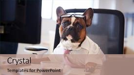  Presentation with french philosophers - Presentation design having humour - french bulldog dressed as businessman background and a coral colored foreground