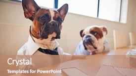  Presentation with dogs - Presentation with humour - two dogs dressed as businessmen background and a coral colored foreground