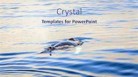  Presentation with whale - Slide set consisting of humpback-whale-in-the-skjalfandi background and a sky blue colored foreground