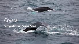  Presentation with whales - PPT theme enhanced with humpback-whales-megaptera-novaeangliae background and a gray colored foreground