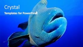  Presentation with egypt - Presentation featuring humphead-wrasse-brother-islands-egypt background and a teal colored foreground