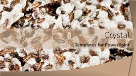  Presentation with indonesia - Cool new theme with hundreds-of-brown-cockroaches backdrop and a coral colored foreground