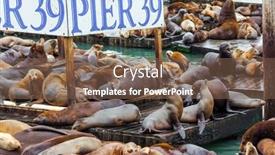  Presentation with lions - Amazing slide deck having hundreds-of-sea-lions-lie backdrop and a violet colored foreground