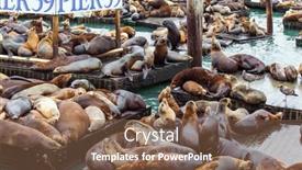  Presentation with lions - Amazing slide set having hundreds-of-sea-lions-lie backdrop and a tawny brown colored foreground