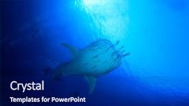  Presentation with divers - Beautiful slide deck featuring hunduras - whale shark and scuba divers backdrop and a black colored foreground