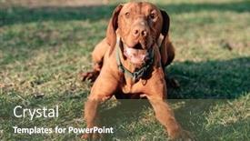  Presentation with pointer - Colorful presentation enhanced with hungarian-pointer-at-garden-magyar backdrop and a tawny brown colored foreground