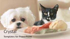  Presentation with cat dog - PPT layouts having hunger - cute white dog maltese background and a soft green colored foreground