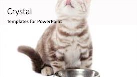  Presentation with kitten - Colorful slide set enhanced with hungry - asmall scottish kitten backdrop and a white colored foreground