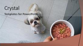  Presentation with dog - Audience pleasing slide set consisting of hungry - shih tzu dog getting food backdrop and a light gray colored foreground