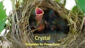  Presentation with newborn baby - Colorful PPT layouts enhanced with hungry baby birds in nest backdrop and a tawny brown colored foreground