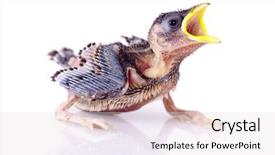  Presentation with sparrow - Presentation theme with hungry baby sparrow on white background and a  colored foreground
