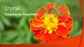  Presentation with honey bee - Theme consisting of hungry bee eating honey background and a tawny brown colored foreground