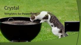  Presentation with cat - Presentation with hungry-cat-standing-on-chair background and a seafoam green colored foreground