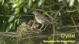  Presentation with chicks - Presentation theme consisting of hungry chicks in the nest background and a tawny brown colored foreground