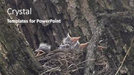  Presentation with chicks - Theme having hungry-chicks-of-fieldfare-thrush background and a dark gray colored foreground