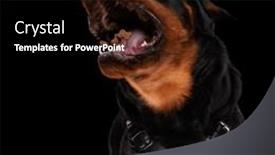  Presentation with rottweiler puppy - Theme featuring hungry-desperate-rottweiler-puppy-craving background and a black colored foreground