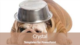  Presentation with what is english literature - PPT theme having hungry dog - english bulldog laying background and a coral colored foreground