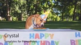  Presentation with cake dog - Presentation theme enhanced with hungry dog eating peanut butter background and a light blue colored foreground