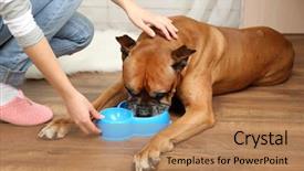  Presentation with interior - Colorful PPT theme enhanced with hungry dog on home interior backdrop and a coral colored foreground