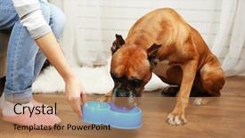  Presentation with interior decorating home - Audience pleasing slide deck consisting of hungry dog on home interior backdrop and a coral colored foreground