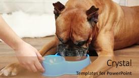  Presentation with interior decorating home - Presentation design consisting of hungry dog on home interior background and a coral colored foreground