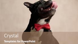  Presentation with food red - Beautiful PPT theme featuring hungry french bulldog wearing red bowtie craving for food on gray background backdrop and a coral colored foreground