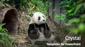  Presentation with eating - Slides having hungry giant panda bear eating background and a dark gray colored foreground