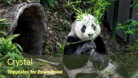  Presentation with eating - Theme having hungry-giant-panda-bear-eating background and a tawny brown colored foreground