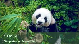  Presentation with eating - Audience pleasing PPT theme consisting of hungry giant panda bear eating backdrop and a forest green colored foreground