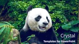  Presentation with eating - PPT layouts enhanced with hungry giant panda bear eating bamboo background and a navy blue colored foreground