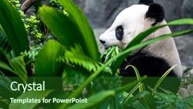  Presentation with eating - Slides consisting of hungry giant panda bear eating background and a forest green colored foreground