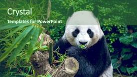  Presentation with eating - Amazing PPT theme having hungry giant panda bear eating backdrop and a forest green colored foreground