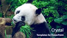  Presentation with eating - Amazing PPT theme having hungry giant panda bear eating backdrop and a navy blue colored foreground