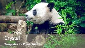  Presentation with eating - PPT layouts enhanced with hungry giant panda bear eating background and a gray colored foreground