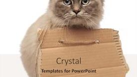  Presentation with walking cat - Colorful presentation enhanced with hungry grey cat with adorable eyes begging while wearing an empt sign around its neck walking on a white background backdrop and a coral colored foreground