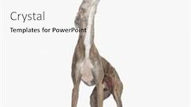  Presentation with dog food - PPT theme featuring hungry-greyhound-dog-with-skinny background and a white colored foreground
