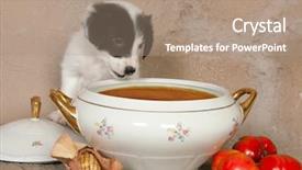 Presentation with border - Amazing PPT theme having hungry-little-border-collie-puppy backdrop and a coral colored foreground