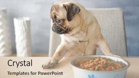  Presentation with dog food - Presentation design with hungry pug dog with food background and a soft green colored foreground