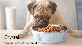  Presentation with dog food - Cool new PPT theme with hungry pug dog with food backdrop and a lemonade colored foreground