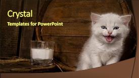  Presentation with white milk - Slide set featuring hungry pussy cat with milk background and a wine colored foreground