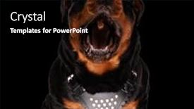  Presentation with dog food - Slide set with hungry-rottweiler-dog-being-desperate background and a black colored foreground