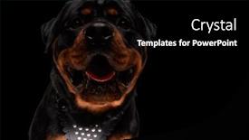  Presentation with rottweiler puppy - Slides with hungry-rottweiler-puppy-sticking-out background and a black colored foreground