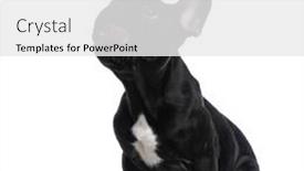  Presentation with food white - Slide deck enhanced with hungry-small-frenchie-puppy-licking background and a white colored foreground