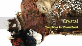  Presentation with trophy - Beautiful presentation theme featuring hunter-s-pray-trophy backdrop and a tawny brown colored foreground