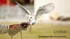  Presentation with hunting - Presentation design with hunting barn owl on falconry background and a yellow colored foreground