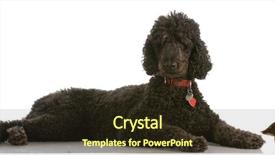  Presentation with duck hunting - Amazing presentation theme having hunting dog - black standard poodle backdrop and a  colored foreground