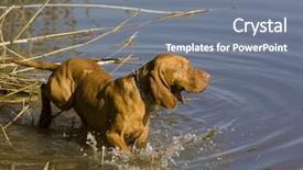  Presentation with hunting - Cool new presentation design with greyhound - hunting dog in pond backdrop and a gray colored foreground