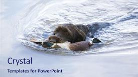  Presentation with duck hunting - Colorful presentation theme enhanced with hunting dog with a catch backdrop and a light blue colored foreground